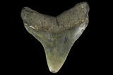 Fossil Megalodon Tooth - North Carolina #131603-2